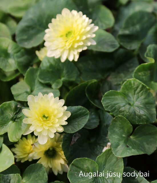 Švitriešis (Ficaria verna) 'Wisley Double White'